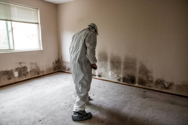 Best DIY Mold Remediation in Plover, WI